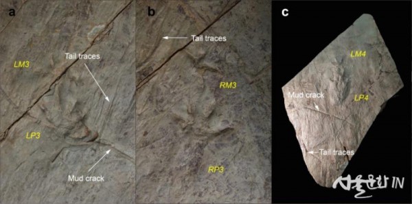 노바페스 울산엔시스(Novapes ulsanensis) 발자국과 꼬리 끈 흔적(Tail traces) 및 건열(Mud crack).jpg