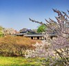 봄꽃 가득 피어나는 궁궐과 조선왕릉으로 봄나들이 떠나보자.