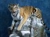 서울대공원의 시베리아호랑이 ‘강산’, 박제 표본으로 재탄생